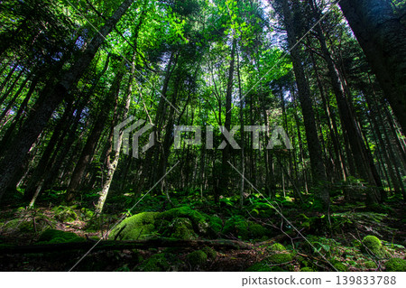Green and dense forest landscape. 139833788