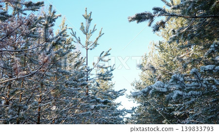 Snow rests on pine branches in Taiga Karelia. The bright blue sky is visible through the trees on a clear winter day. The scene shows the beauty of nature in this forest region Snow rests on pine branches in Taiga Karelia. The bright blue sky is visible through the trees on a clear winter day. The scene shows the beauty of nature in this forest region 139833793