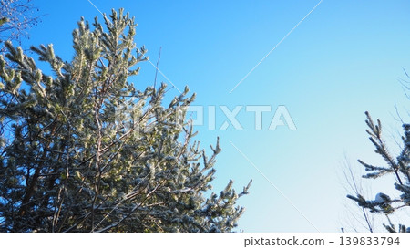Pine trees stand tall in Taiga Karelia, covered in a light layer of frost. The clear blue sky above adds contrast to the winter setting, showing the chill of the season Pine trees stand tall in Taiga Karelia, covered in a light layer of frost. The clear blue sky above adds contrast to the winter setting, showing the chill of the season 139833794