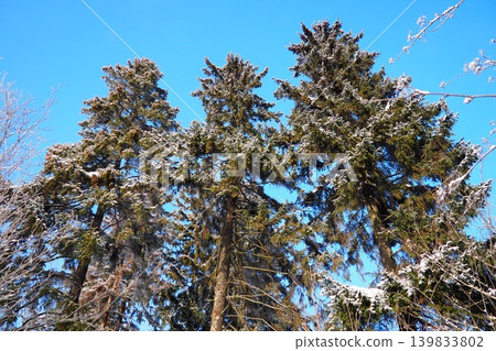 Tall spruce and fir trees rise in the taiga of Karelia. Snow covers the tree tops while the blue sky provides a bright backdrop. The scene shows the beauty of winter in this forest Tall spruce and fir trees rise in the taiga of Karelia. Snow covers the tree tops while the blue sky provides a bright backdrop. The scene shows the beauty of winter in this forest 139833802