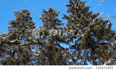 Snow covers the branches of spruce and fir trees in a taiga forest in Karelia. The bright blue sky adds to the winter scene. Nature shows its beauty in this cold season Snow covers the branches of spruce and fir trees in a taiga forest in Karelia. The bright blue sky adds to the winter scene. Nature shows its beauty in this cold season 139833803