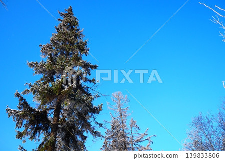 Tall spruce and fir trees display a layer of snow on their branches against a bright blue sky in the Taiga region of Karelia. It is winter and the trees show their beauty Tall spruce and fir trees display a layer of snow on their branches against a bright blue sky in the Taiga region of Karelia. It is winter and the trees show their beauty 139833806