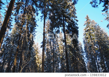 Tall spruce and fir trees stand in Taiga Karelia. The sky is clear and blue with sunlight shining through the forest. Some branches have a light dusting of snow Tall spruce and fir trees stand in Taiga Karelia. The sky is clear and blue with sunlight shining through the forest. Some branches have a light dusting of snow 139833812