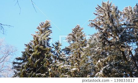 Snow-covered spruce and fir trees stand tall in the taiga of Karelia. The bright blue sky creates a clear backdrop for the forest scene. This winter setting shows the beauty of nature Snow-covered spruce and fir trees stand tall in the taiga of Karelia. The bright blue sky creates a clear backdrop for the forest scene. This winter setting shows the beauty of nature 139833817