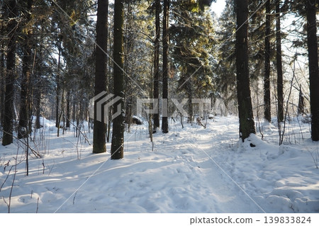 A path winds through a snowy taiga forest in Karelia. Spruce and fir trees stand tall as sunlight filters through the branches, illuminating the winter landscape A path winds through a snowy taiga forest in Karelia. Spruce and fir trees stand tall as sunlight filters through the branches, illuminating the winter landscape 139833824