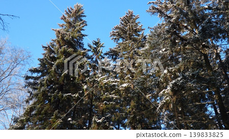 Tall spruce and fir trees are covered with snow against a bright blue sky in the taiga of Karelia. The scene shows the beauty of winter in the forest landscape Tall spruce and fir trees are covered with snow against a bright blue sky in the taiga of Karelia. The scene shows the beauty of winter in the forest landscape 139833825