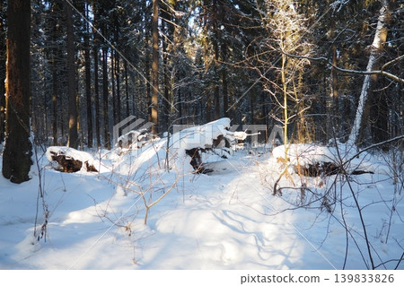 Snow blankets the ground in a taiga forest in Karelia. Fallen logs are partially hidden under the white snow. Trees stand tall in the background, typical of this cold region 139833826