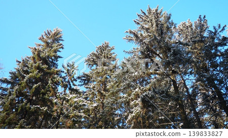 Snow rests on the branches of spruce and fir trees in the taiga forest of Karelia. The sky is clear and blue. The scene shows winter nature and the height of the trees Snow rests on the branches of spruce and fir trees in the taiga forest of Karelia. The sky is clear and blue. The scene shows winter nature and the height of the trees 139833827