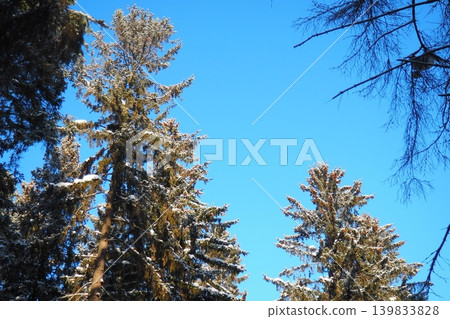 A taiga forest in Karelia with tall spruce and fir trees covered in snow. The sky is clear and blue, creating a bright atmosphere in the forest A taiga forest in Karelia with tall spruce and fir trees covered in snow. The sky is clear and blue, creating a bright atmosphere in the forest 139833828