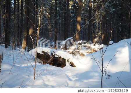 Fallen logs lie under snow in a taiga forest in Karelia. The tall spruce and fir trees surround the area, with sunlight shining through the branches. Shadows appear on the snow Fallen logs lie under snow in a taiga forest in Karelia. The tall spruce and fir trees surround the area, with sunlight shining through the branches. Shadows appear on the snow 139833829