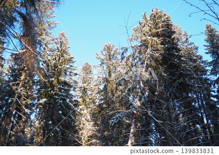 Snow covers the branches of tall spruce and fir trees in the taiga forest of Karelia. The bright blue sky provides a clear backdrop to the winter scene, highlighting the forest's natural beauty Snow covers the branches of tall spruce and fir trees in the taiga forest of Karelia. The bright blue sky provides a clear backdrop to the winter scene, highlighting the forest's natural beauty 139833831