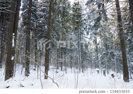Snow lies thick on the ground in a forest in Taiga Karelia. Tall spruce and fir trees stretch up, their branches heavy with snow. The scene shows the stillness of winter in the woods Snow lies thick on the ground in a forest in Taiga Karelia. Tall spruce and fir trees stretch up, their branches heavy with snow. The scene shows the stillness of winter in the woods 139833835