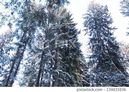 Tall spruce and fir trees rise into the sky as snow covers the forest floor. Sunlight shines through the branches, creating a bright winter scene in Taiga Karelia Tall spruce and fir trees rise into the sky as snow covers the forest floor. Sunlight shines through the branches, creating a bright winter scene in Taiga Karelia 139833836
