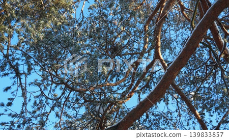 Branches of a pine tree stretch out against a bright blue sky in Taiga Karelia. Snow rests on some branches, indicating it is wintertime in this northern region 139833857