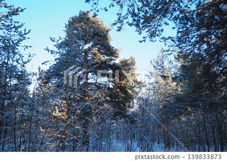 Tall pine trees stand covered in snow in the Taiga Karelia forest. Sunlight filters through branches, creating a bright scene in winter. Nature shows its beauty in this cold environment Tall pine trees stand covered in snow in the Taiga Karelia forest. Sunlight filters through branches, creating a bright scene in winter. Nature shows its beauty in this cold environment 139833873