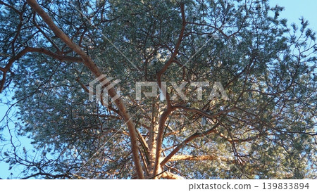 A large pine tree fills the view with its branches stretching towards the sky. Sunlight shines through the needles, revealing the blue sky. This scene comes from Taiga Karelia during the day A large pine tree fills the view with its branches stretching towards the sky. Sunlight shines through the needles, revealing the blue sky. This scene comes from Taiga Karelia during the day 139833894