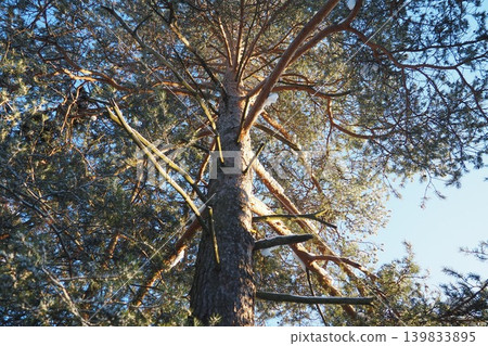 A tall pine tree stands high in Taiga Karelia. Branches extend outward from the trunk. Sunlight filters through the needles, creating bright patterns on the ground A tall pine tree stands high in Taiga Karelia. Branches extend outward from the trunk. Sunlight filters through the needles, creating bright patterns on the ground 139833895
