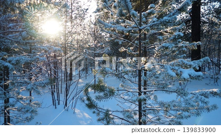 In Taiga Karelia, pine trees stand tall as sunlight breaks through the branches. The ground is covered with snow and frost rests on the needles. It is winter in the forest In Taiga Karelia, pine trees stand tall as sunlight breaks through the branches. The ground is covered with snow and frost rests on the needles. It is winter in the forest 139833900
