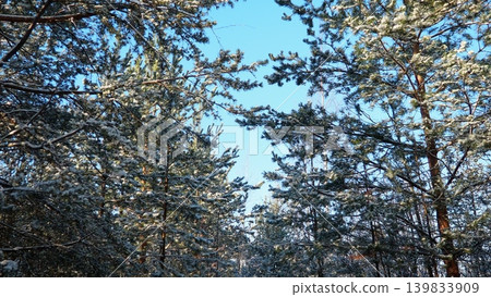 Pine trees stand tall in Taiga Karelia with snow covering their branches. The sky is clear and blue. It is winter, and the landscape shows the beauty of nature in this area Pine trees stand tall in Taiga Karelia with snow covering their branches. The sky is clear and blue. It is winter, and the landscape shows the beauty of nature in this area 139833909