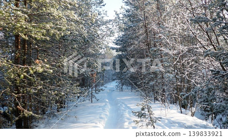 A snow-covered path goes through tall pine trees in Taiga Karelia. The ground is white with snow, and branches are dusted with frost. The scene shows a clear winter day A snow-covered path goes through tall pine trees in Taiga Karelia. The ground is white with snow, and branches are dusted with frost. The scene shows a clear winter day 139833921