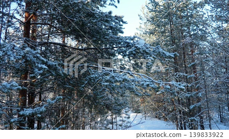 Snow rests on the branches of pine trees in Taiga Karelia. The forest is quiet and the ground is covered in white snow. Sunlight filters through the trees highlighting the beauty of winter Snow rests on the branches of pine trees in Taiga Karelia. The forest is quiet and the ground is covered in white snow. Sunlight filters through the trees highlighting the beauty of winter 139833922