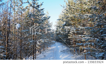 Snow covers the ground and pine trees in Taiga Karelia. A path winds through the trees, showing a winter landscape under a clear blue sky Snow covers the ground and pine trees in Taiga Karelia. A path winds through the trees, showing a winter landscape under a clear blue sky 139833924