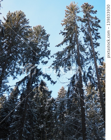 Spruce and fir trees tower above in the taiga of Karelia. The ground is covered with snow. The sky is clear and bright. The forest is dense and full of life 139833930