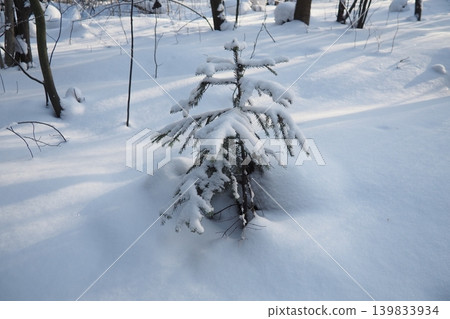 A young spruce tree stands covered in snow in the taiga forest of Karelia. The landscape is white and cold, with bare trees in the distance and a quiet setting 139833934
