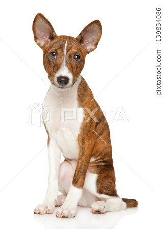 Basenji puppy sitting on white background looking forward Basenji puppy sitting on white background looking forward 139834086