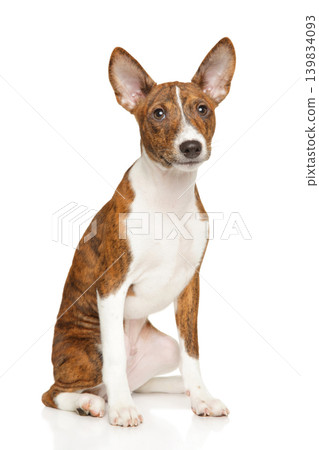Brindle basenji puppy sitting on white background Brindle basenji puppy sitting on white background 139834093