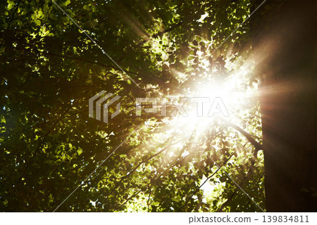 Low angle, sunshine and trees in forest with landscape of nature, environment and fresh air. Lens flare, natural light with leaves or foliage, summer in the woods and green Earth with perspective Low angle, sunshine and trees in forest with landscape of nature, environment and fresh air. Lens flare, natural light with leaves or foliage, summer in the woods and green Earth with perspective 139834811