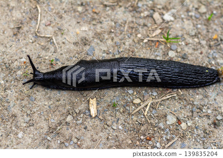 gastropod, grass, green grass 139835204