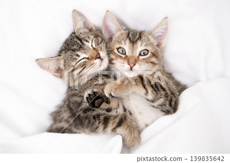 Two adorable tabby kittens snuggle together on a white blanket Two adorable tabby kittens snuggle together on a white blanket 139835642