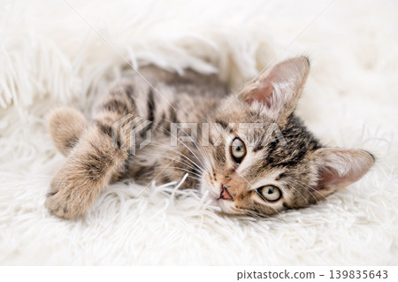 Cute striped tabby kitten lying on white background looking Cute striped tabby kitten lying on white background looking 139835643