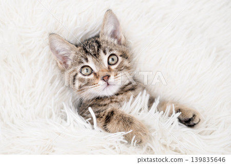 Cute striped tabby kitten lying on white background looking Cute striped tabby kitten lying on white background looking 139835646