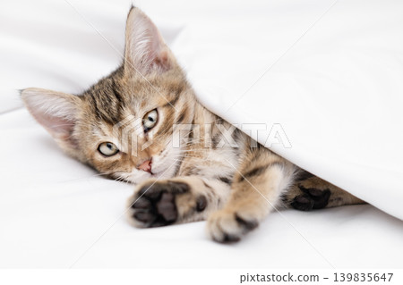 Cute striped tabby kitten lying on white background looking Cute striped tabby kitten lying on white background looking 139835647