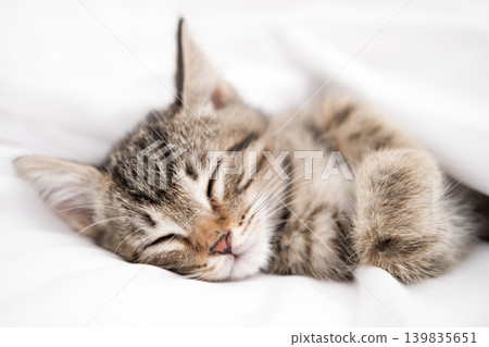 Cute striped tabby kitten lying on white background Cute striped tabby kitten lying on white background 139835651