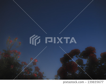 Roses shining in the starry sky (20260515034314) Roses shining in the starry sky (20260515034314) 139835677