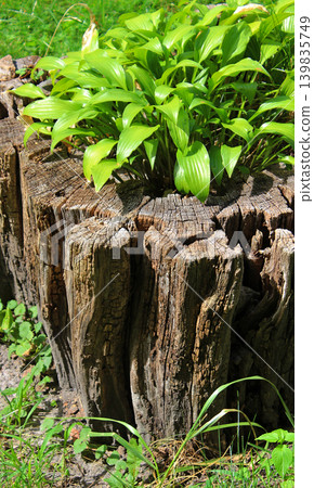 Decorative plant grows inside a rotten stump vertical image Decorative plant grows inside a rotten stump vertical image 139835749