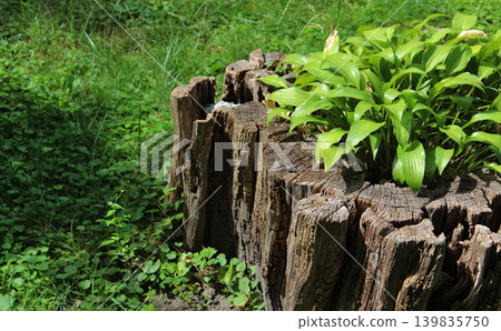 A bush of an ornamental plant has grown through an old stump on green grass A bush of an ornamental plant has grown through an old stump on green grass 139835750