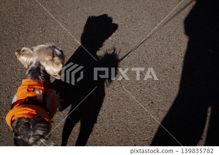High angle view of a small Yorkshire Terrier wearing a bright orange sweatshirt on a leash. Long shadows of the dog and owner on the asphalt pavement in harsh morning sunlight. Urban pet walking. High angle view of a small Yorkshire Terrier wearing a bright orange sweatshirt on a leash. Long shadows of the dog and owner on the asphalt pavement in harsh morning sunlight. Urban pet walking. 139835782