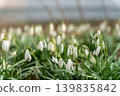 Close-up of white snowdrop flowers blooming in early spring. 139835842