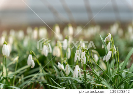 Close-up of white snowdrop flowers blooming in early spring. Close-up of white snowdrop flowers blooming in early spring. 139835842