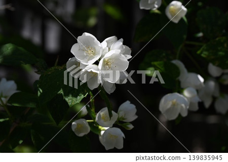 歐洲假橙花 / Deutzia crenata / 香假橙 歐洲假橙花 / Deutzia crenata / 香假橙 139835945