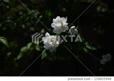 歐洲假橙花 / Deutzia crenata / 香假橙 歐洲假橙花 / Deutzia crenata / 香假橙 139835946