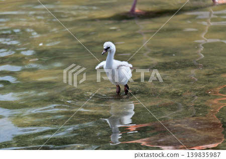 Child of Flamingo Child of Flamingo 139835987