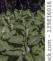 Wild American pokeweed (Phytolacca americana) plants with large green leaves and flowering stems growing outdoors under bright summer sunlight. 139836016