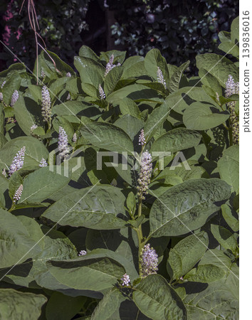 Wild American pokeweed (Phytolacca americana) plants with large green leaves and flowering stems growing outdoors under bright summer sunlight. Wild American pokeweed (Phytolacca americana) plants with large green leaves and flowering stems growing outdoors under bright summer sunlight. 139836016