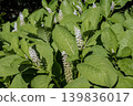 Close up of Phytolacca americana leaves and white flower spike 139836017