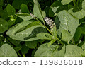 Large green leaves of American pokeweed (Phytolacca americana) with flowering stem growing outdoors in bright natural summer light. 139836018